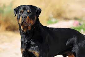 Rottweiler Growth Chart When Are Rottweilers Fully Grown Pawleaks
