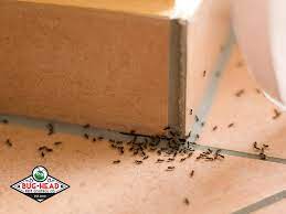 Bug head pest control plano •. Bug Head Pest Control 17 Photos 127 Reviews Pest Control 1920 N Coit Rd North Dallas Richardson Tx Phone Number