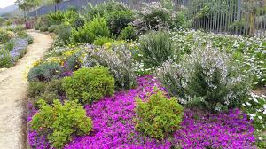 Fynbos Gardens Hermanus Spring 2014 Fynbos Landscape Design Sloped Garden