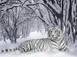 Magnífico, sencillamente me encantó, empezando por su nombre tigre blanco. Se Descifra El Misterio Genetico Del Tigre Blanco Lapatilla Com