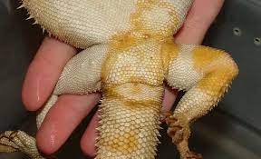 How To Tell If Your Bearded Dragon Is Sick 8 Warning Signs