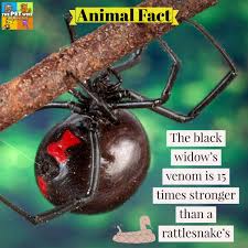 Black widows are famous for most people who are bitten by black widow spiders suffer only minor injury and. The Pet Wiki On Twitter Animal Fact Of The Day The Black Widow S Venom Is 15 Times Stronger Than A Rattlesnake S Learn More About This And About Pet Safety Https T Co Jl2c2c9nre Https T Co 3iywdkpvck