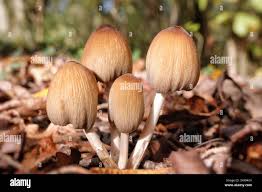 Image result for Coprinus micaceus