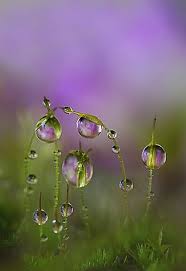Pin By Carol Hines On Beautiful Things Dew Drops Nature Photography Water Drops