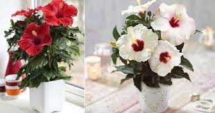 After two to three weeks, your hibiscus seedlings should sprout. Growing Hibiscus Indoors Hibiscus Care Indoors Balcony Garden Web