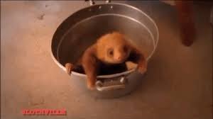 Adorable baby panda's playing on a playground slide cute baby sloths cuties in south america otters are cute too! Baby Sloths Gifs Wifflegif