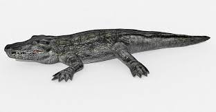 Crocodile 3d Model 3d Model Crocodile Model
