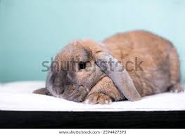 Image result for tbn:nuNU7FPK4A54yM::rvforsaleguide.com/images/bunny-resting-picture.jpg
