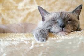 Why Do Cats Sleep So Much Hill S Pet