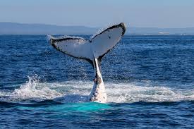 Check out our blue humpback whale selection for the very best in unique or custom, handmade pieces from our shops. How To Tell The Difference Between Whale Species And Help Scientists With Their Research Abc News