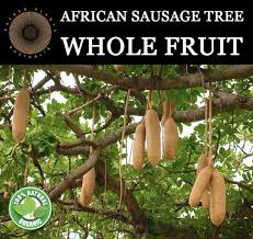 Image result for Kigelia africana
