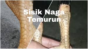 Setiap katuranggan ini tentunya memiliki ciri dan juga kelebihan yang membuat banyak orang mencarinya. Ilmu Katuranggan Sisik Naga Temurun Benar Kah Sisik Tersebut Sangat Mematikan Youtube