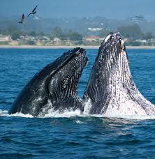From this vantage point, you can identify a number of the birds and sea mammals that find refuge here. Monterey Bay Visit Santa Cruz County