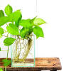 Most aquarium plants are tough enough to stand against changes in water chemistry and temperature as you become accustomed to maintaining a planted tank, however, some are once acquired, make sure you keep the plant above the substrate and don't cover the bottom of its root in the substrate. 1