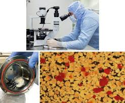Hamster picture 835 1000 jpg. Clinical Islet Isolation Springerlink