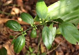 Image result for Psydrax