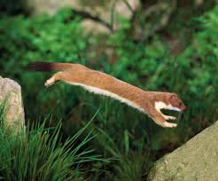 Borrowed from german hermelin (ermine). Lebensraum Fur Hermelin Mauswiesel Und Iltis Website Des Vereins Lebendiges Rottal