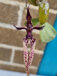 Image result for Bulbophyllum X chikukwa