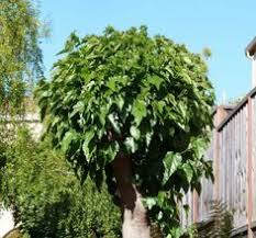 There are many flowering trees which lend themselves to pollarding to encourage the formation of long 'whips' that can be. 17 Pollarded Trees Ideas Plants Tree Garden