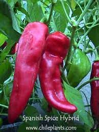 Online shop selling spices and condiments. Chileplants Com Spanish Spice Hybrid Live Chile Pepper Plant