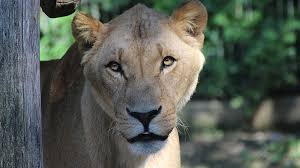 Choose from a wide range of properties which booking.com offers. Zoo Osnabruck Lowen Fur Lowen E V