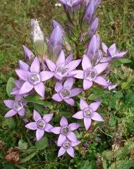 Image result for Schinziella tetragona