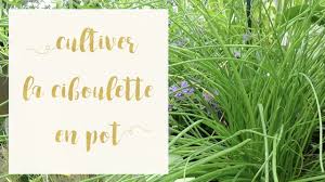 Vous y retrouverez tout ce qu'il faut savoir sur la ciboulette, du semis à la récolte, en passant par la. Reussir La Ciboulette En Pot Serie Aromatiques En Pot Astuce Jardinage Youtube