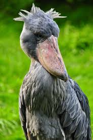 Pabuc Gagali Leylek Shoebill Shoebill Shoebill Stork Pet Birds