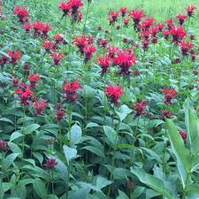 Image result for Monadenium herbaceum