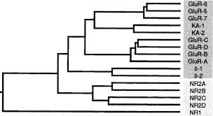 Thus, the channel acts as a coincidence detector and only once both of these conditions are met, the channel opens and it allows positively charged ions (cations) to flow. The Nmda Receptor Channel Molecular Design Of A Coincidence Detector Sciencedirect