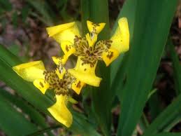 Linear to lanceolate leaves grow from the base of the plant. Pin On Plantas De Mi Jardin