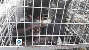 Second chance animal society, hulu langat, negeri sembilan, malaysia. List Of Animal Shelters And Rescue Organisations In Malaysia Perromart Malaysia