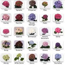 Hydrangea Colors 3 Planting Hydrangeas Growing Hydrangeas Types Of Hydrangeas