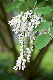 Maybe you would like to learn more about one of these? Why People Are Obsessed With Tree Blossoms White Flowering Trees Flowering Trees Trees To Plant