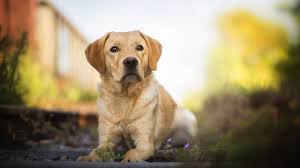 Il cane labrador retriever, più comunemente chiamato solamente labrador, è un cane di razza nato nel diciannovesimo secolo, nell'omonima penisola labrador, in canada. Standard Di Razza Del Labrador Retriever Centrodogtrainer It