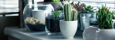 What does a cactus need? 5 Reasons Why You Really Need Houseplants In Your Life La Vaca Coworking
