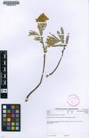 Image result for Triumfetta welwitschii