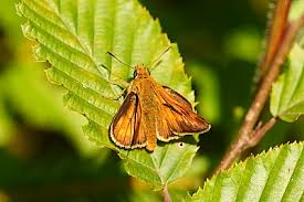 Image result for Ochlodes sylvanus