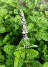 Image result for Platostoma