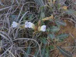 Image result for Blepharis