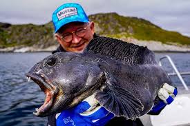 Image result for Wolffiella denticulata