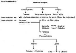 Life Processes Class 10 Notes Science Chapter 6 Learn Cbse Cbsenotes Cbseclass10sciencenotes Notes Life Science Notes Human Digestive System