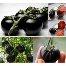 You can be confident that every seed order contains fresh, premium quality, tested and inspected seeds with top tier germination rates. Rare Blue Kiwi Fruit Seeds 20pcs Bag Kiwi Berry Fruit Seeds Rare Fruit Vegetable Seeds Bonsai Plant Home Garden Vegetables Patio Lawn Garden Gellyplast Com
