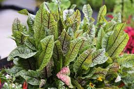Image result for Rumex