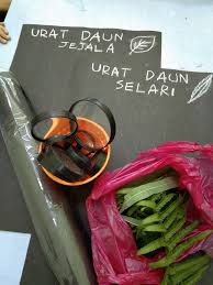 Urat daun selari dan berakar serabut. Ragam Di Makmal Sains Posts Facebook