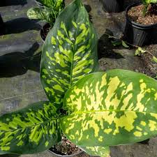 Image result for beautiful dieffenbachia