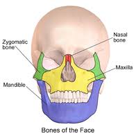 Let's take a look at a list of body parts with their translation to english: Face Wikipedia