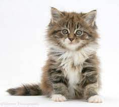 Pin On Cats