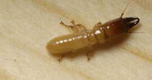 They live in undecayed wood with a low moisture content. Types Of Termites And Species Western Exterminator