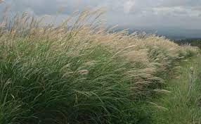 The invasive potential is of less concern for many of its ornamental cultivars, some of which are sterile. Miscanthus Wikipedia